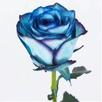 شاخه گل رز هلندی آبی