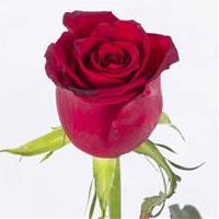 شاخه گل رز هلندی قرمز
